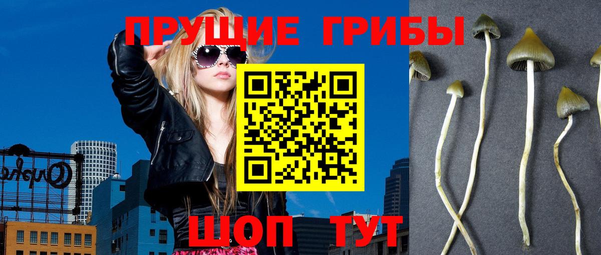Псилоцибиновые грибы Psilocybine cubensis Люберцы